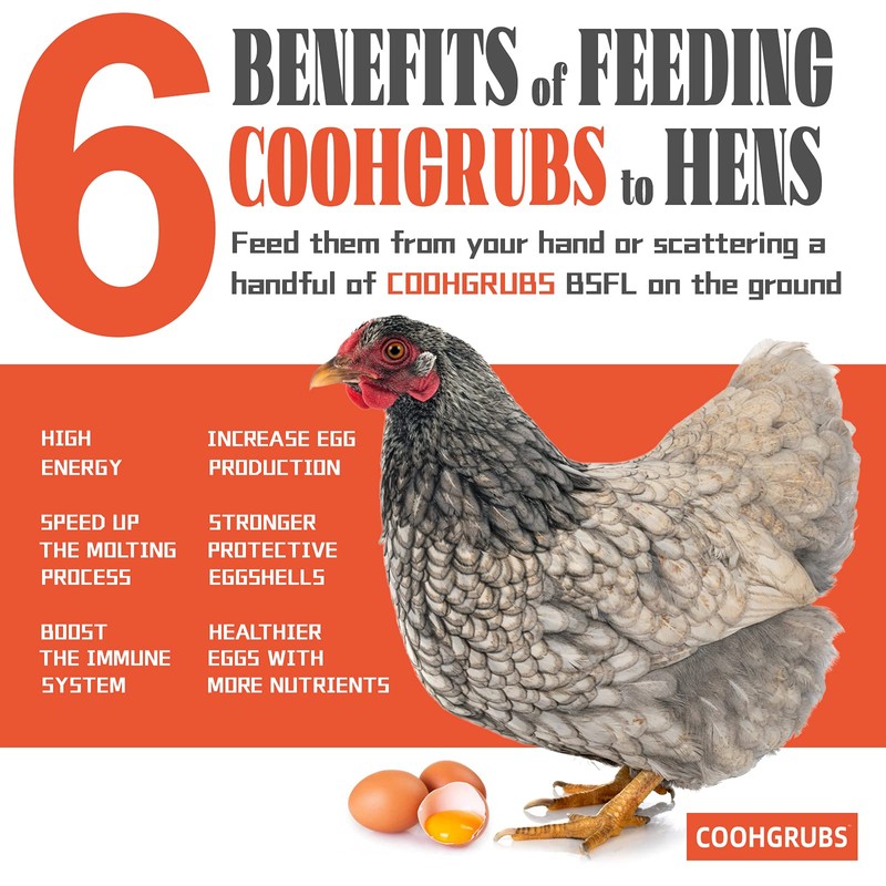 COOHGRUBS Dried Black Soldier Fly Larvae for Chickens, High-Calcium 85X