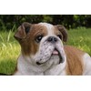 Hi-Line Gift Lying Bulldog