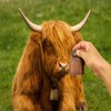 Metal Retro Cow Bell Pet Christmas Bell with Clear Sound