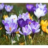 Crocus Bulbs White Yellow Purple Lilac Green Fall Plant Spring