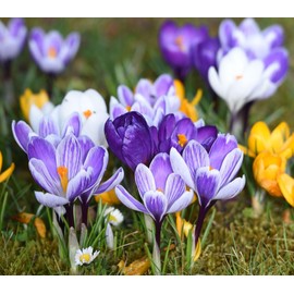 Crocus Bulbs White Yellow Purple Lilac Green Fall Plant Spring Bloom Flowers Crocus Species Botanical Mixture Size 6+ (10 Bulbs)