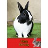Bunny Rabbit Birthday Card