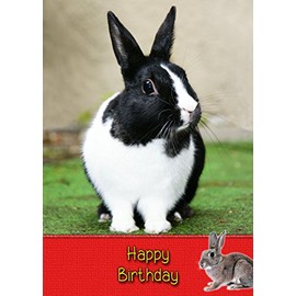 Bunny Rabbit Birthday Card