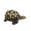 Piggy Bank Pet Bank Indian Star Tortoise 1168 