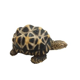 Piggy Bank Pet Bank Indian Star Tortoise 1168 