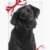 CafePress Black Lab Christmas Notecards (Set Of 10) 4.25" x