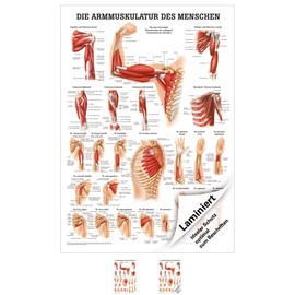 Sport-Tec Arm Muscles Mini Poster Anatomy 34 x 24 cm Medical Teaching Aid