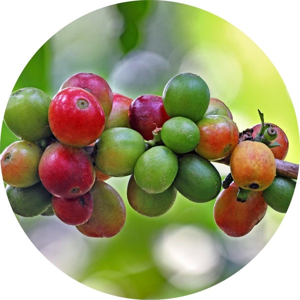 Living Libations Coffee Bean Essential Oil, 15ml