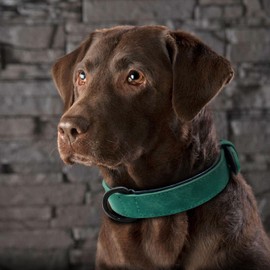 Didog Soft Padded Leather Dog Collar, Breathable Heavy Duty Dog Collar Leather with Adjustable Rust-Proof Metal Buckle for Small Medium Large Dogs, Green, M: Total length 16'', Fit 11-13''Neck