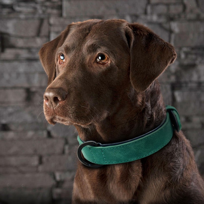 Didog Soft Padded Leather Dog Collar, Breathable Heavy Duty Dog