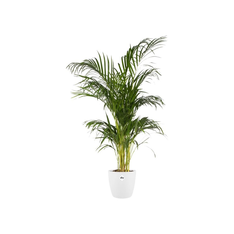 elho Brussels Round 30 - Flower Pot for Indoor -