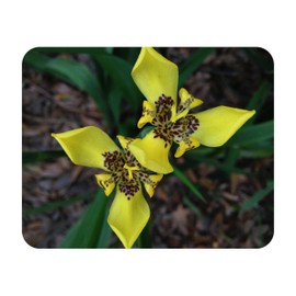 Yellow Walking IRIS Live Plant Water Garden Bog Border Trimezia steyermarkii Starter Size 4 Inch Pot Emerald