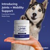 The Vet Equation Joints & Mobility Support for Dogs –