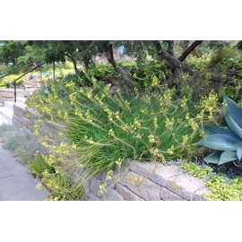 Bulbine Frutescens Yellow - 3 Live Plants - Butterfly Attracting Flowering Groundcover