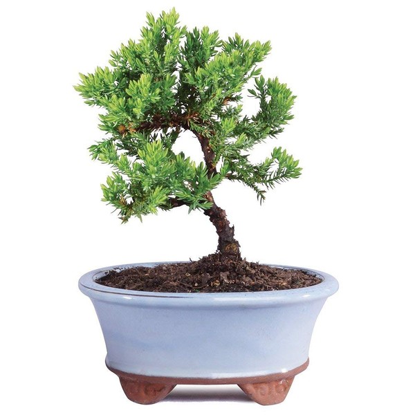 Brussel's Bonsai Live Green Mound Juniper Outdoor Bonsai Tree-3 Years Old 4" to 6" Tall with Decorative Container-Not Sold in California, Blank