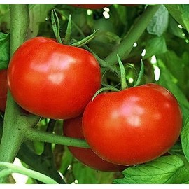 250 Rutger's Tomato Seeds Heirloom - Non-GMO - Always Fresh Seeds! - Planting Seeds for Home Vegetable Garden