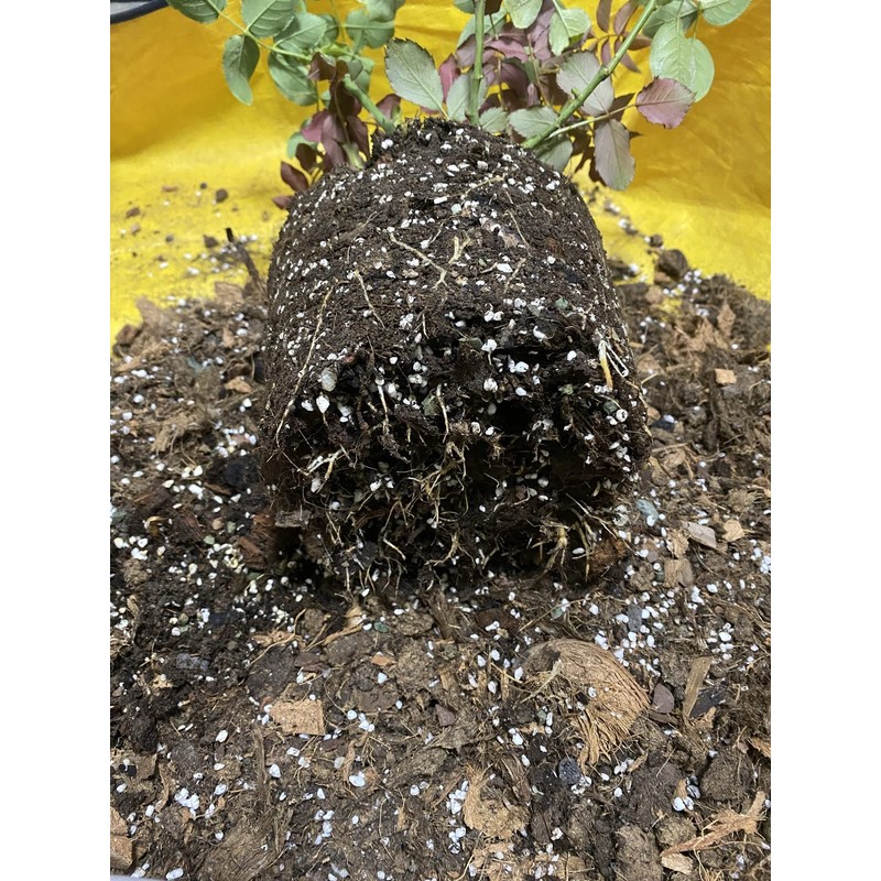 5QT Organic Perlite Horticultural Soil Amendment for Plants and Enhanced