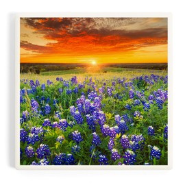 Lantern Press Texas Bluebonnet Flower Field and Sunset (Absorbent Ceramic Coaster, Single, Cork Back, Kitchen Table Decor)
