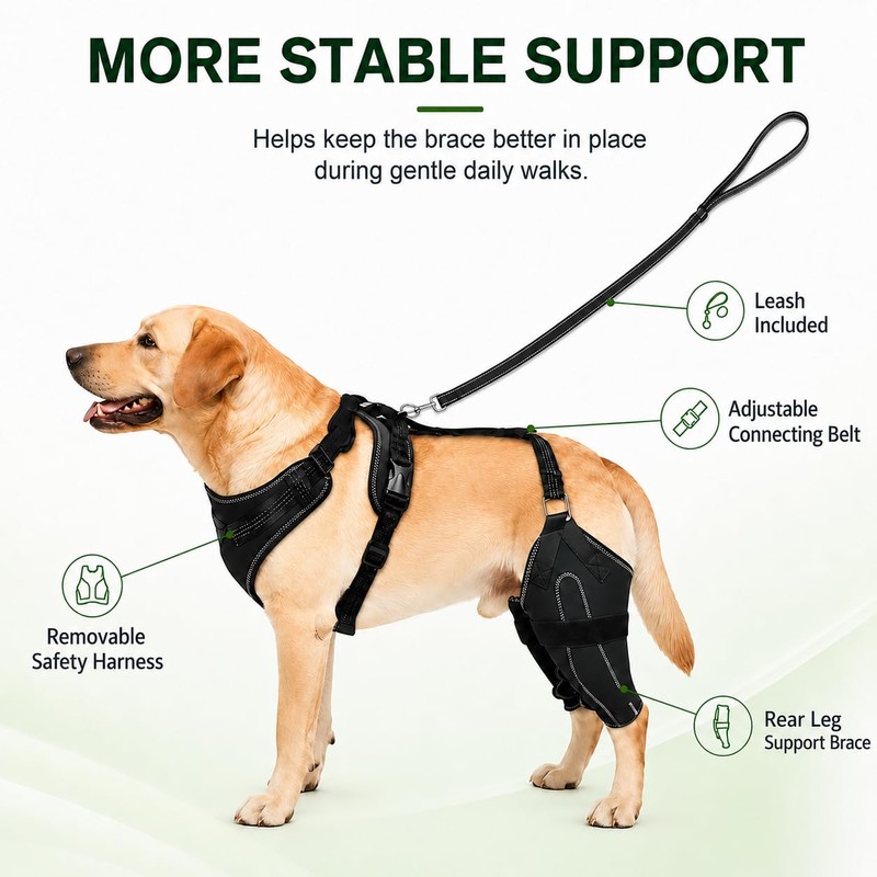 RDOPODNJ (M Dog Rear Leg Brace with Safety Harness and