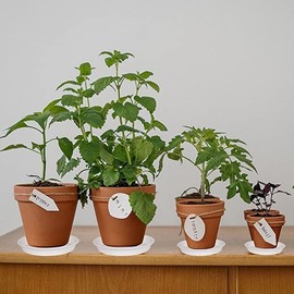 Bleuhome 6 Pack Plant Saucer 4 5 inch (4 inch Base), Heavy Sturdy Plant Drainage Tray for Indoors (5", Creamy White)