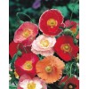 Poppy- Double Shirley - Red - 500 Seeds