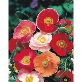 Poppy- Double Shirley - Red - 500 Seeds
