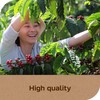 NESCAFÉ Taster's Choice, Instant Coffee Packets, Light Medium Roast Coffee,
