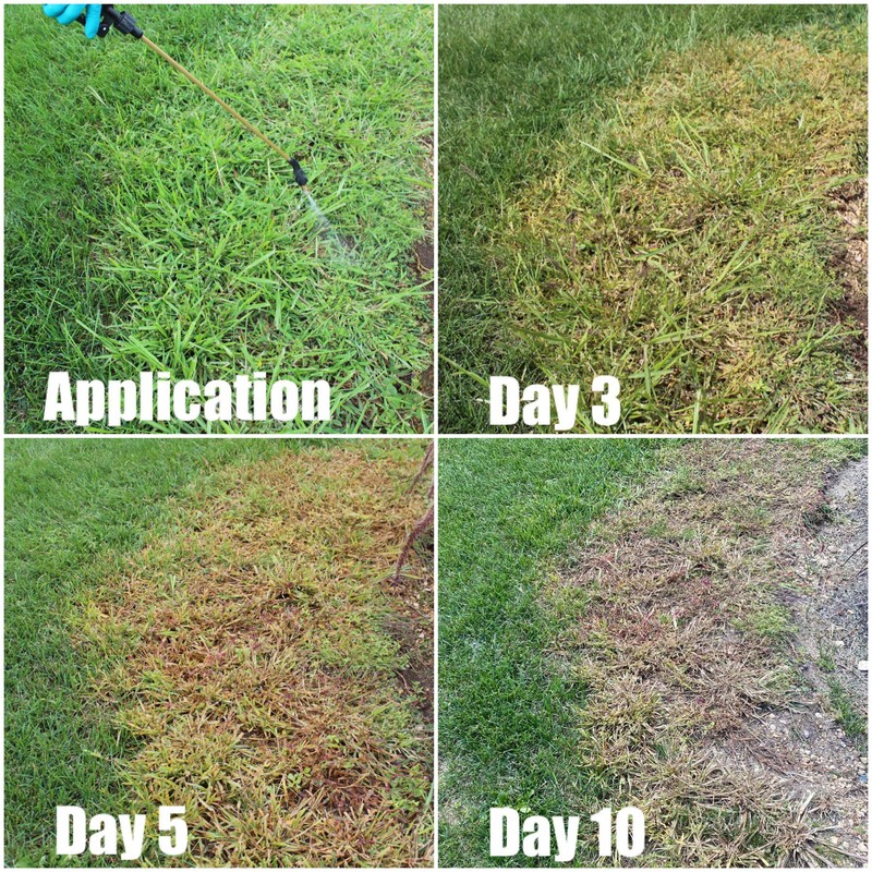 Quinclorac 75 DF Selective Herbicide Equivalent to Drive quali-1014