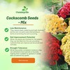 Outsidepride Mix Cockscomb Seeds - 1000 Pcs Annual Dwarf Celosia