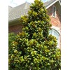 Teddy Bear Southern Magnolia, Shade Tree, 7 gal. Nursery Pot,