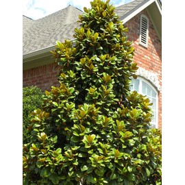 Teddy Bear Southern Magnolia, Shade Tree, 7 gal. Nursery Pot, 3-4 ft. Tree Height (Due to Agricultural Laws, we Cannot Ship to CA, AZ, AK, or HI)