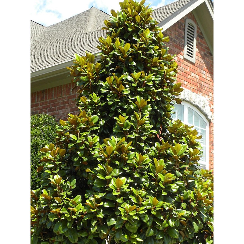 Teddy Bear Southern Magnolia, Shade Tree, 7 gal. Nursery Pot,
