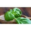 Giant Basil about 100 Seeds for Planting Non-GMO