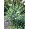 Oscar Plant Milkweed Gomphocarpus Premium Seeds for Planting Packet Monarch
