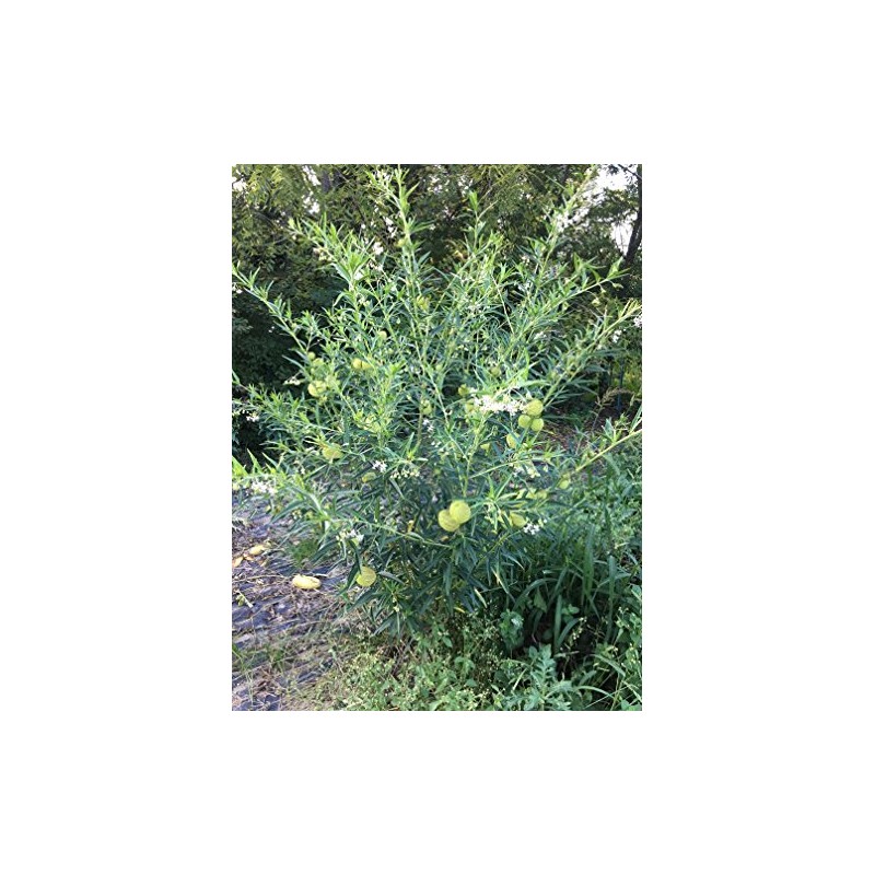 Oscar Plant Milkweed Gomphocarpus Premium Seeds for Planting Packet Monarch