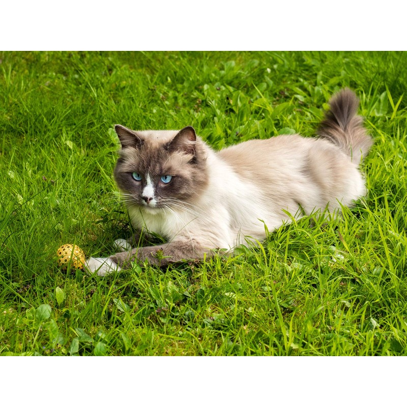 Petface Glitter Balls Cat Toy (Pack of 3)