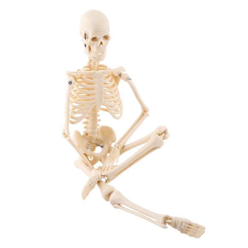 1pc Human Skeleton Anatomical Model Medical Anatomical Teaching Tool With