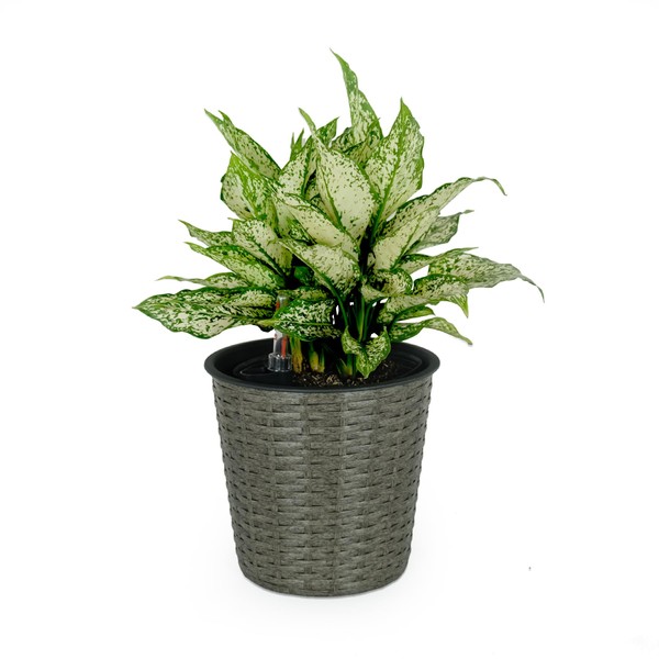 TREATLIFE HOME Stylish 10.2" Self-Watering Wicker Planter for Indoor and