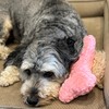 SPOT Soothers Warm Hug Bone - Calming Plush Dog Toy