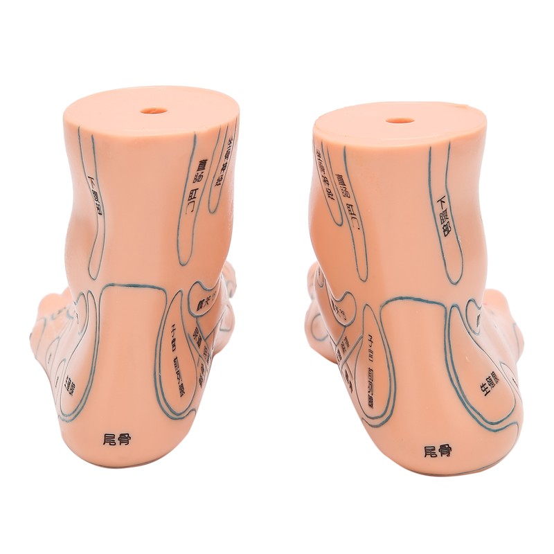 2pcs 19cm / 7.5in Feet Acupoint Model Acupuncture Teaching Aids