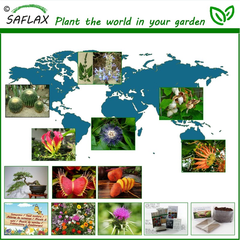 SAFLAX - Organic - Bean - Edamame - 8 Seeds