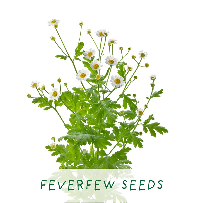 Best Mum Growing Kit