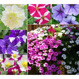 Petunia Climbing Flower Seeds Plants Garden Bonsai Perennial Flowers Mixed Rainbow Color Grandiflora Flowers 200pcs