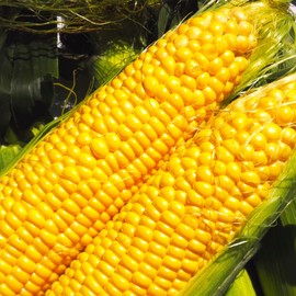 TomorrowSeeds - Jubilee Sweet Corn Seeds - 100+ Count - for 2026 Planting Hybrid Golden Yellow Hybrid Popular Great Taste Old-Fashioned Untreated USA Vegetable Grow Your Own Home Farm Patio Healthy