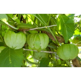 Box Garden Seeds LLC Toma Verde, Tomatillo