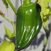 Habanero Chilli 'Urform' (Capsicum chinense) Organic 20 Seeds