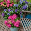 1 Gallon Endless Summer Hydrangea Summer Crush Shrub