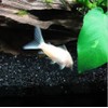 1 LB Gorgeous Aquarium Decoration - Aquarium Black Bottom Sand
