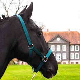 Pferdelinis Halter for Warmblood, Thoroughbred, Cold Blood, Pony - Stable Headcollar, Pasture Headcollar, 2-Way Adjustable Pin Buckles, Safe and Tear-Resistant (Green, Warmblood (Full))