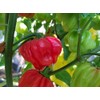 Aji Cachucha Purple Splotched Pepper Seeds 10+ Seeds